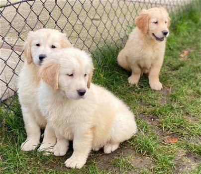 Golden retriever pups - 2