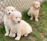 Golden retriever pups - 2 - Thumbnail