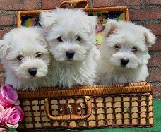 west highland white terrier pups