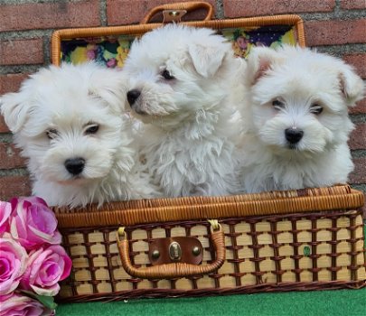 west highland white terrier pups - 1