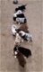 Zeer goed gesocialiseerde Australian Shepherd Pups - 0 - Thumbnail