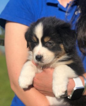 Zeer goed gesocialiseerde Australian Shepherd Pups - 1