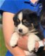 Zeer goed gesocialiseerde Australian Shepherd Pups - 1 - Thumbnail