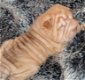 Sharpei pup Shar-Pei - 0 - Thumbnail