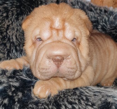 Sharpei pup Shar-Pei - 1