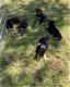 Duitse herder pups - 1 - Thumbnail