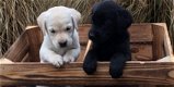 aangeboden 2 blonde pups labrador - 0 - Thumbnail
