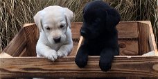 aangeboden 2 blonde pups labrador