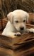 aangeboden 2 blonde pups labrador - 1 - Thumbnail