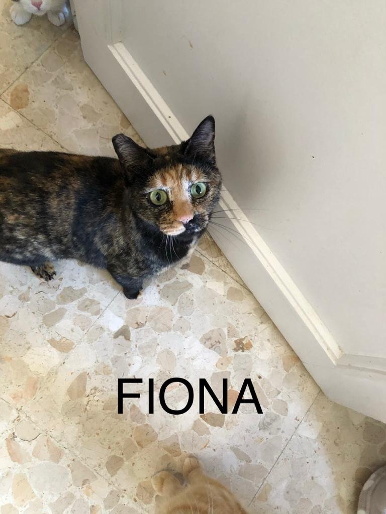 MJM Dogs Foundation: Fiona - nr. 1