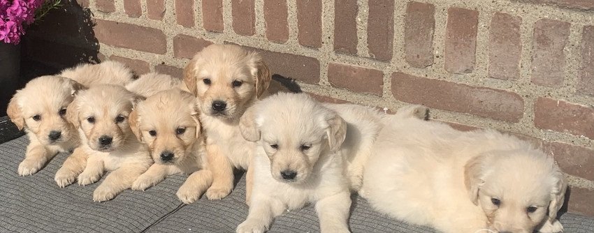 Golden retriever puppies - 0