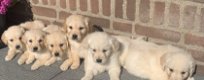 Golden retriever puppies - 0 - Thumbnail