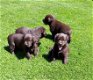 labrador pups chocolade bruin raszuiver - 0 - Thumbnail