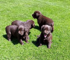 labrador pups chocolade bruin raszuiver