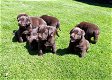 labrador pups chocolade bruin raszuiver - 1 - Thumbnail