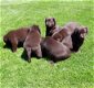 labrador pups chocolade bruin raszuiver - 2 - Thumbnail