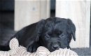 Prachtige labrador pups - 0 - Thumbnail