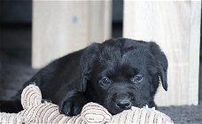 Prachtige labrador pups