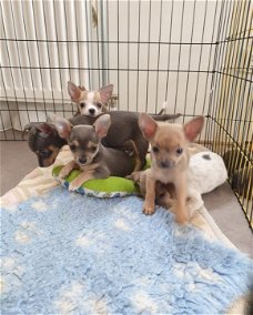 Chorkie x chihuahua pups