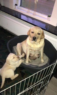 Prachtige blonde Labrador pups te koop!