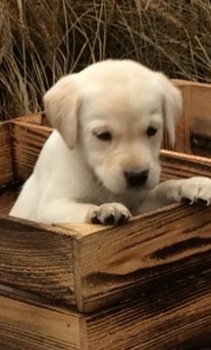 Prachtige blonde Labrador pups te koop! - 2