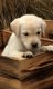 Prachtige blonde Labrador pups te koop! - 2 - Thumbnail