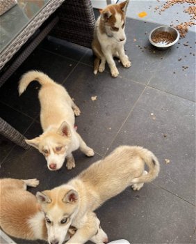 Husky pups met blauwe ogen - 0