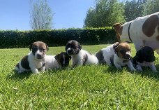 Mooi gekleurde jackrussel pups