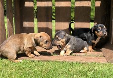 Jack Russel pups