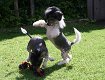 Chinese Naakthond pups met stamboom - 0 - Thumbnail