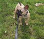 Franse bulldog teefje - 2 - Thumbnail