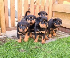 rottweiler pups