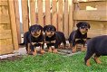 rottweiler pups - 1 - Thumbnail