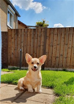 Zeer mooie raszuivere welsh corgi pembroke reutje te koop. - 0