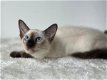 Siamese kittens van topkwaliteit beschikbaar - 0 - Thumbnail