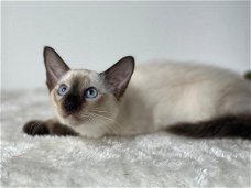 Siamese kittens van topkwaliteit beschikbaar