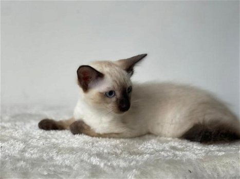 Siamese kittens van topkwaliteit beschikbaar - 1