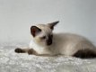 Siamese kittens van topkwaliteit beschikbaar - 1 - Thumbnail