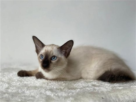 Siamese kittens van topkwaliteit beschikbaar - 2