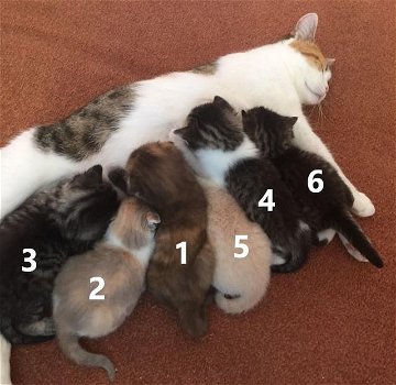 6 Prachtige kittens te koop - 0
