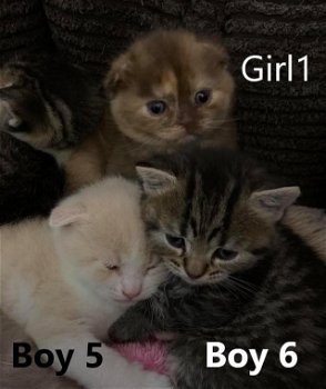 6 Prachtige kittens te koop - 2