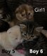 6 Prachtige kittens te koop - 2 - Thumbnail