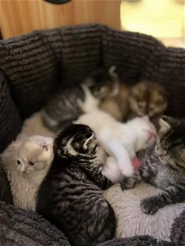 6 Prachtige kittens te koop - 3