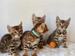 Bengaalse kittens van topkwaliteit - 1 - Thumbnail