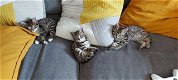 Mooie kittens - 0 - Thumbnail