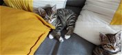 Mooie kittens - 1 - Thumbnail
