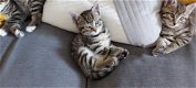 Mooie kittens - 2 - Thumbnail
