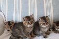 Pure Brits Korthaar Kittens, GCCF geregistreerd Greenwich - 0 - Thumbnail