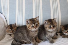 Pure Brits Korthaar Kittens, GCCF geregistreerd Greenwich