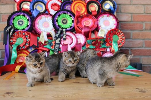 Pure Brits Korthaar Kittens, GCCF geregistreerd Greenwich - 1